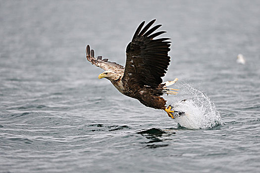 白尾,鹰,海洋,紧握,捕食,飞行,挪威,斯堪的纳维亚,欧洲
