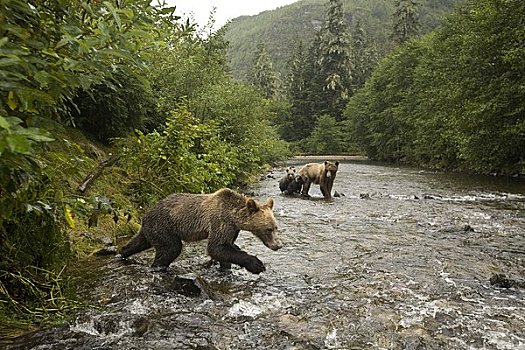 大灰熊,三文鱼,河,不列颠哥伦比亚省,加拿大