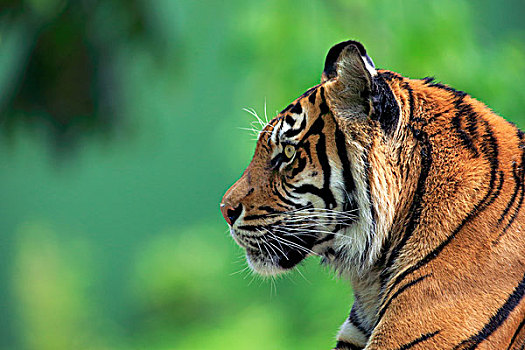 苏门答腊虎,虎,成年,亚洲