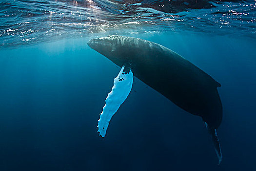 驼背鲸,大翅鲸属,鲸鱼,银,堤岸,多米尼加共和国,北美