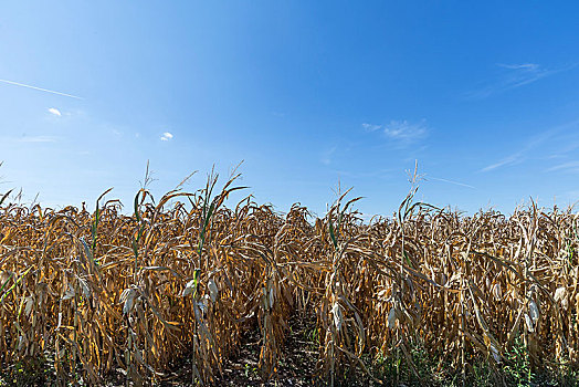 干燥,玉米田,玉米,蓝天,巴登符腾堡,德国,欧洲
