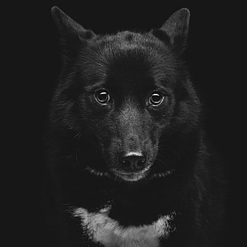 黑色,爱斯基摩,狗