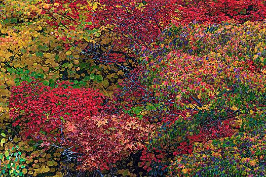 秋色,西雅图,树园,华盛顿