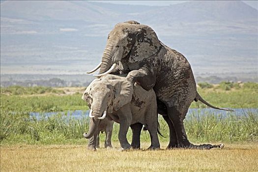 非洲象,交配,安伯塞利国家公园,肯尼亚