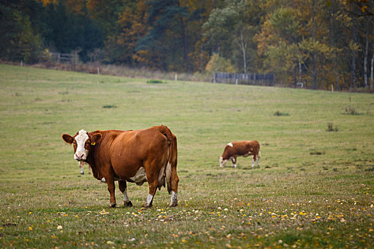 母牛,秋天,草场