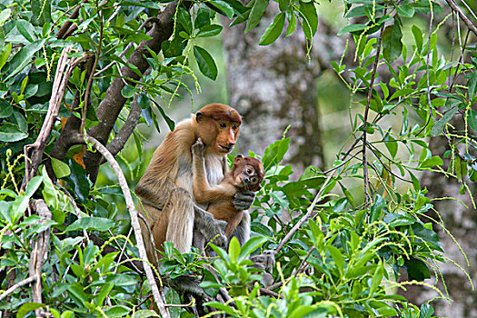 喙,猴子,玩,两个,老,幼仔,沙巴,马来西亚