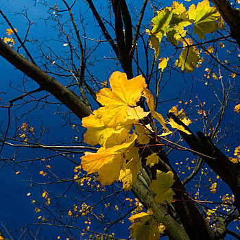 叶子,秋天,树,气候,暖色