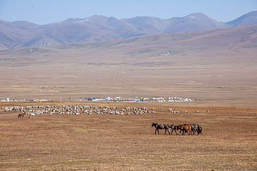 巴音布鲁克草原通天河牧区的马群羊群