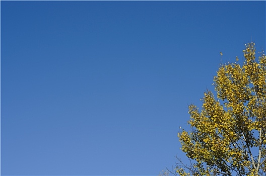 树梢,秋天,清晰,蓝天