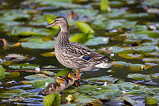 低湿地,野鸭,鸭子,小鸭子,绿头鸭