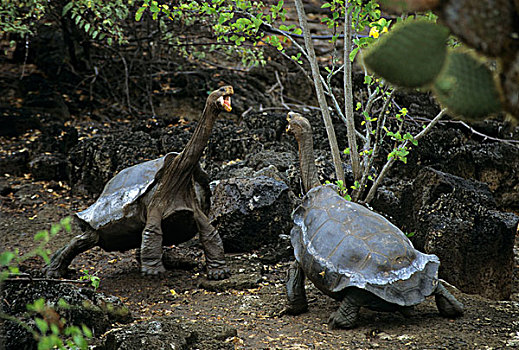 加拉帕戈斯,巨大,龟,两个,争斗