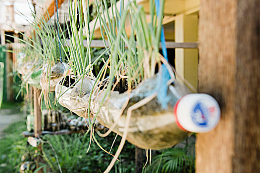 植物,塑料瓶,悬挂,房子,宿务,菲律宾