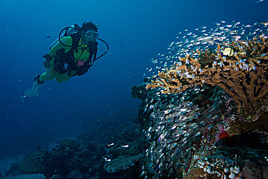 潜水,看,鱼群,玻璃,鱼,帕劳,大洋洲