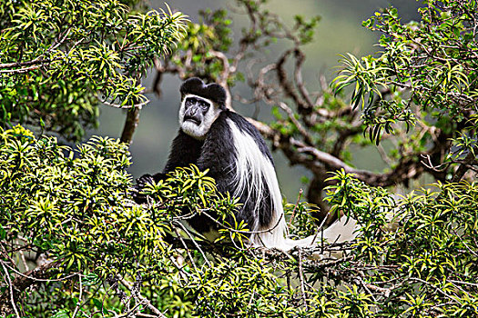 肯尼亚,疣猴属,猴子,树