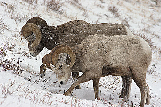 大角羊,挖,雪,喂食,冰川国家公园,蒙大拿