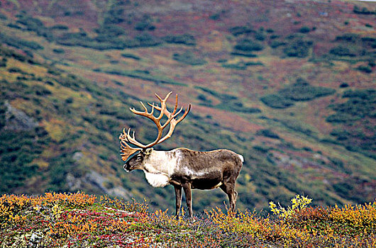 成年,驯鹿属,阿拉斯加,美国