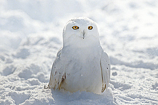 雪鸮,雪鹄,鸮形目,鸟,冬天