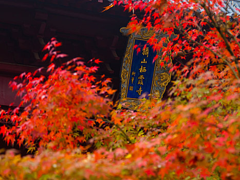 秋天南京栖霞山的红叶