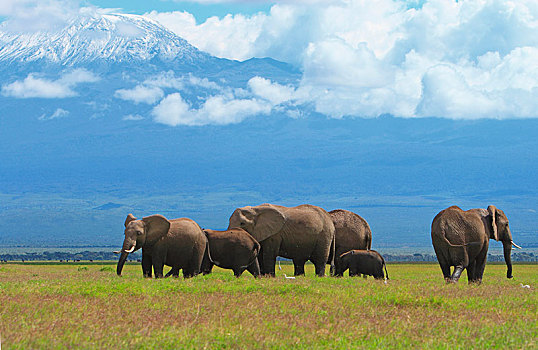 非洲象,牧群,幼小,正面,乞力马扎罗山,安伯塞利国家公园,肯尼亚,非洲