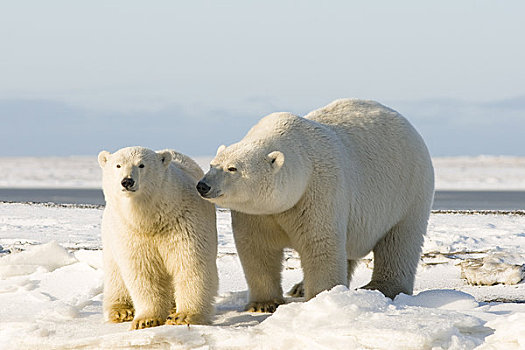 女性,北极熊,幼兽,冰冻,向上,区域,北极圈,国家野生动植物保护区,阿拉斯加