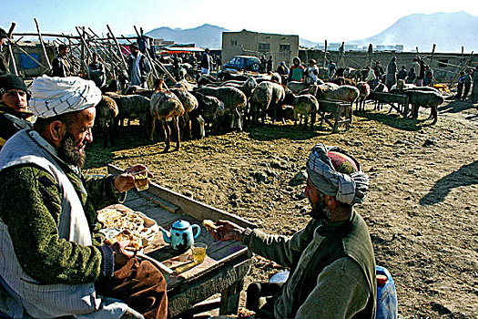 北方,省,绵羊,山羊,首都,出售,十二月,2007年