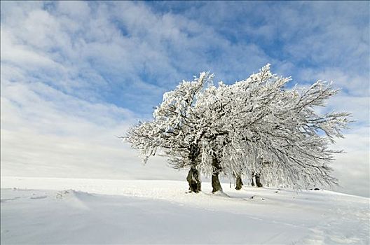 积雪,树,云,蓝天,黑森林,巴登符腾堡,德国