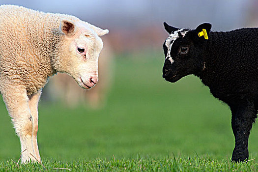 家羊,绵羊,黑白,羊羔,荷兰