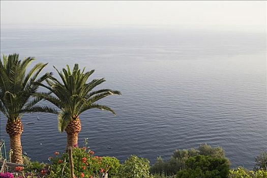 棕榈树,海岸,阿马尔菲海岸,坎帕尼亚区,意大利