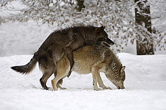 狼,组合,侧面,冬天,序列,自然,动物,哺乳动物,野生动物,食肉动物,野狗,两个,犬科,交配,栖息地,季节,雪,户外