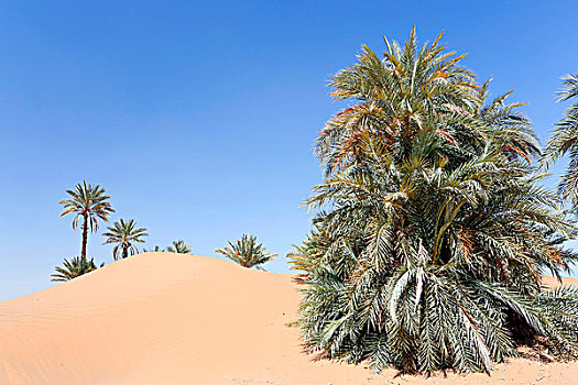 摩洛哥,德拉河谷,沙丘,棕榈树