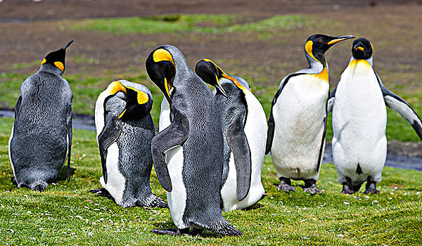 帝企鹅,生物群,福克兰群岛,南大西洋,大幅,尺寸