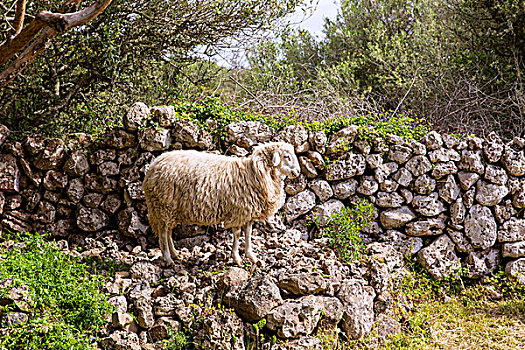 羊羔,绵羊,地中海,风景,米诺卡岛,巴利阿里群岛
