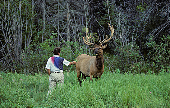麋鹿,鹿属,鹿,成年,雄性,游客,碧玉国家公园,艾伯塔省,加拿大
