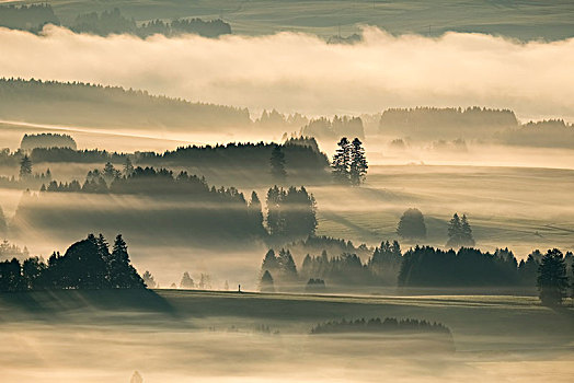 丘陵地貌,晨雾,风景,靠近,上巴伐利亚,巴伐利亚,德国,欧洲