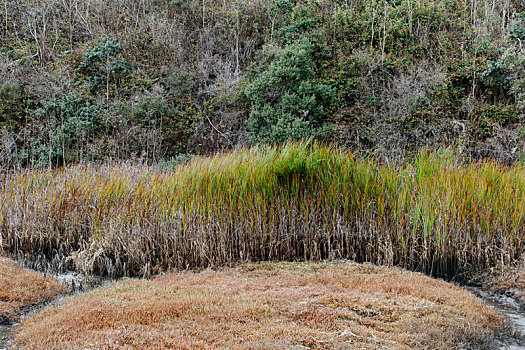 湿地,草,加利福尼亚,岸边
