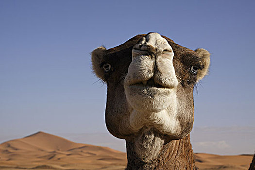 非洲,北非,摩洛哥,撒哈拉沙漠,梅如卡,却比沙丘,头部,骆驼