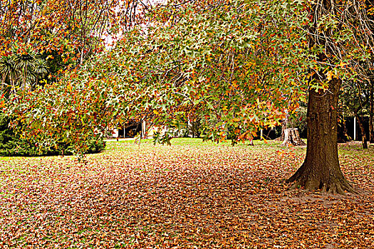 秋天,树,花园