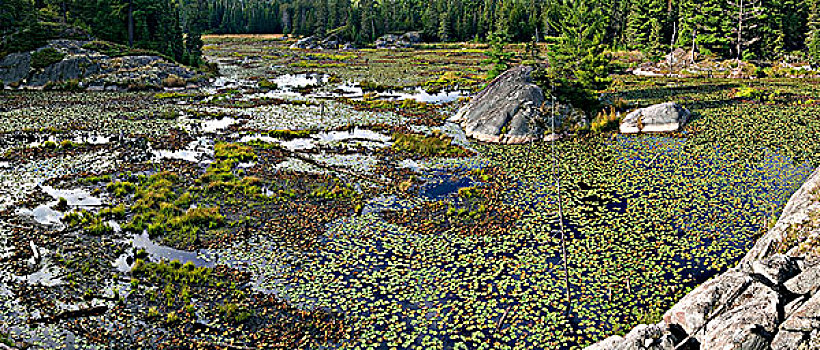北方,海狸塘,安大略省,加拿大