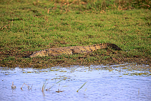 咸水鳄,湾鳄,成年,岸边,国家公园,斯里兰卡,亚洲