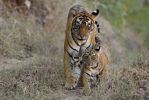 孟加拉虎,虎,幼兽,走,拉贾斯坦邦,国家公园,印度,亚洲