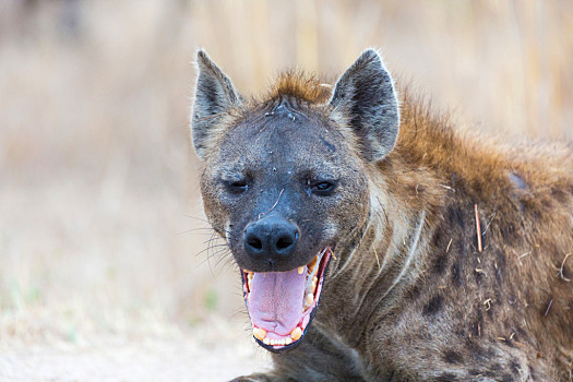 微笑,鬣狗,国家公园,南非