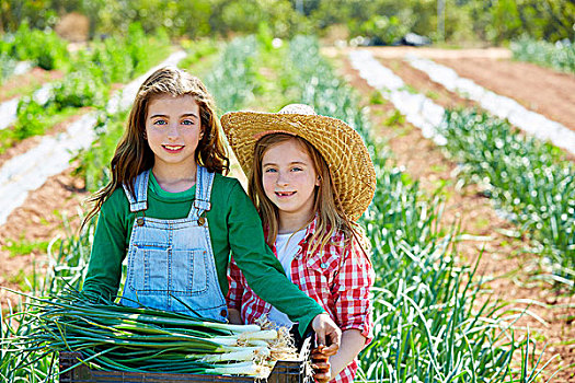 农民,女孩,洋葱,丰收,果园