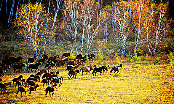 塞罕坝的秋天日出羊群和马儿