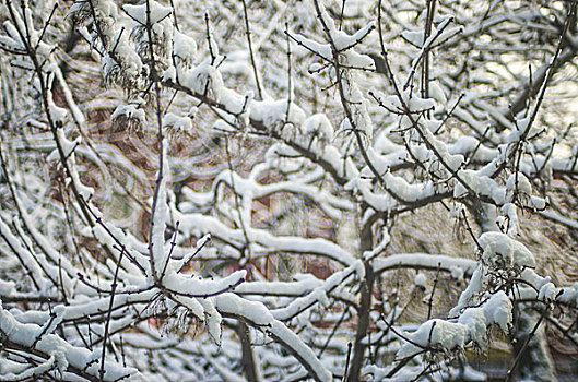 特写,树枝,遮盖,雪,冬天