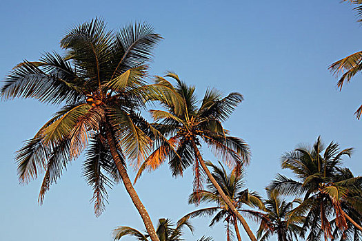棕榈树,安朱纳,海滩,日落,果阿,印度,亚洲