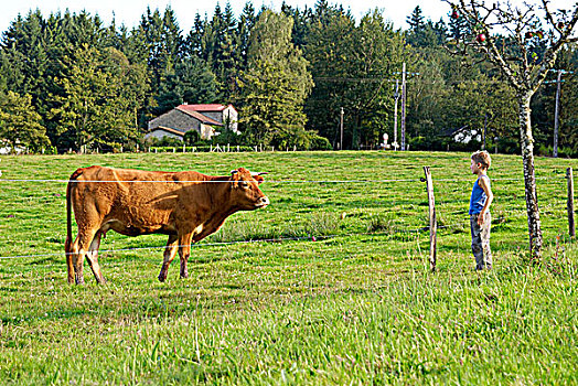 小男孩,看,母牛,草地