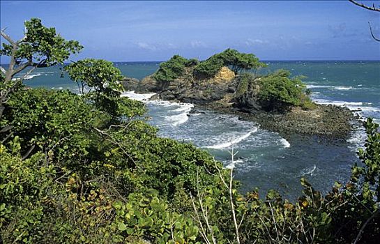 岩石,岸边,热带,植被,特立尼达,多巴哥岛