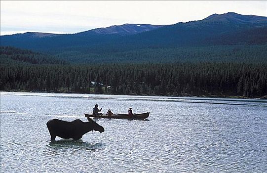 麋鹿,驼鹿,哺乳动物,玛琳湖,碧玉国家公园,加拿大,北美,世界遗产,动物