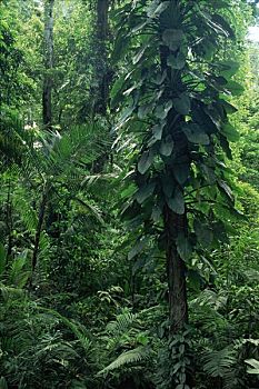 低地,雨林,生物学,研究站,哥斯达黎加