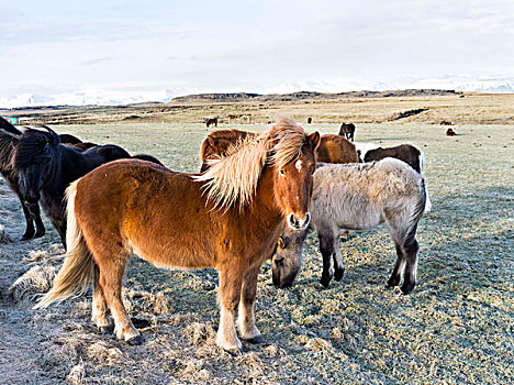 冰岛马,冬天,冰岛,特色,冬季外套,传统,痕迹,起点,背影,马,维京,中世纪,大幅,尺寸
